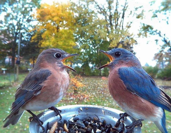 Oiseaux jardin 