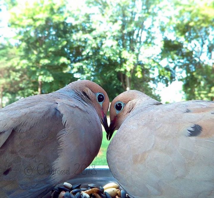 Oiseaux jardin 