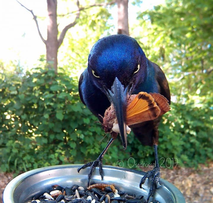 Oiseaux jardin 