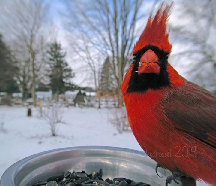 Oiseaux jardin 