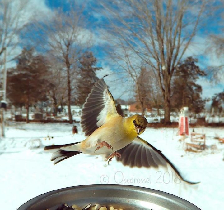 Oiseaux jardin 