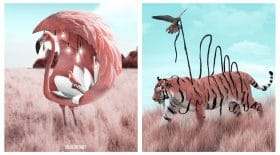 transformation animaux photoshop