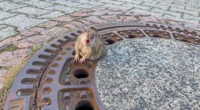 Rat coincé