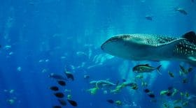 etude-japonaise-prouve-requin-baleine-serait-omnivore