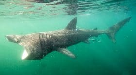 La vidéo impressionnante d'un requin pèlerin et d'un kayakiste