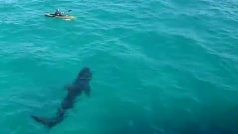 La rencontre impressionnante entre un kayakiste et un requin pélerin