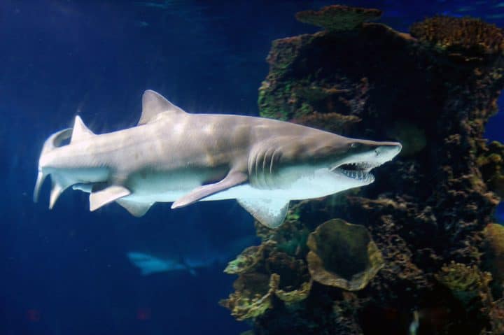 requin-taureau-2