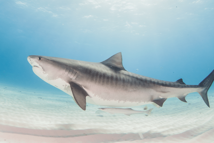requin-tigre-2png