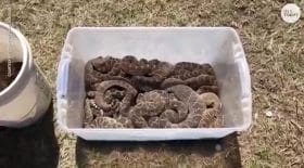 Serpent