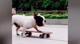 chien skateboard