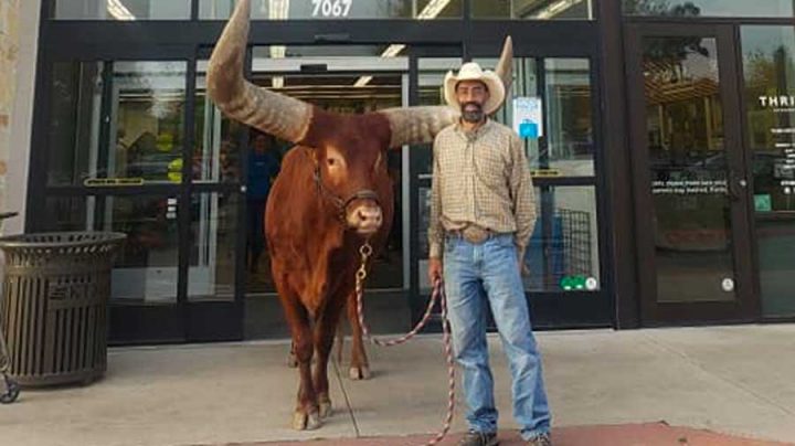 énorme taureau en laisse fait ses courses