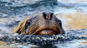 un-lion-de-mer-assomme-et-tue-un-requin-en-projetant-hors-de-leau-video