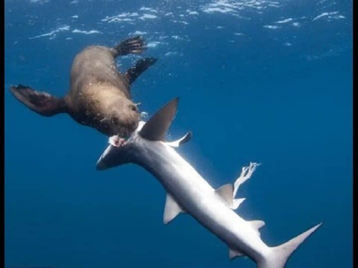 un-lion-de-mer-assomme-et-tue-un-requin-en-projetant-hors-de-leau-video