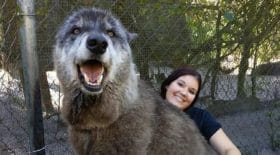 yuki-chien-loup-géant-refuge-mascotte