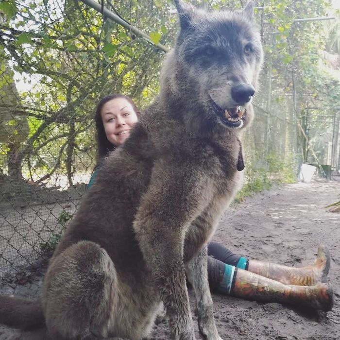 yuki-chien-loup-géant-refuge-mascotte