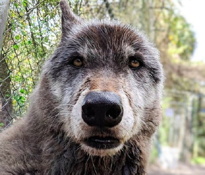 yuki-chien-loup-géant-refuge-mascotte