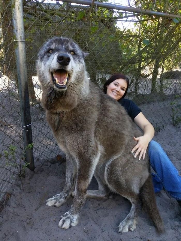 yuki-chien-loup-géant-refuge-mascotte