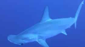 requin-marteau-chasse-bain-sang-video