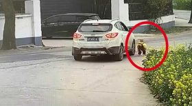 bébé se fait écraser par un SUV