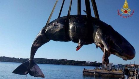 Un cachalot retrouvé mort en Sardaigne : 22 kilos de plastique dans son estomac
