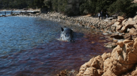 cachalot mort plastique sardaigne