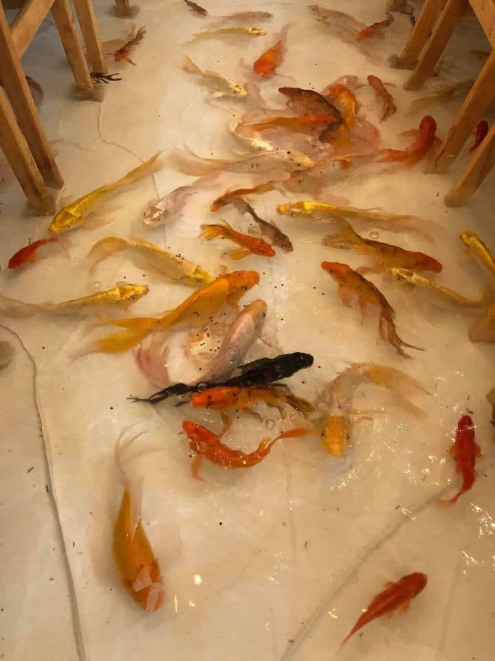 bar à poissons