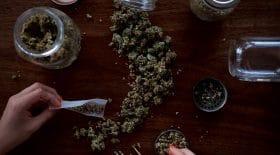 cannabis