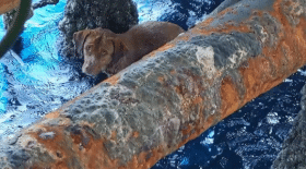 chien secouru