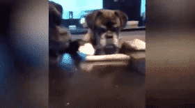chien