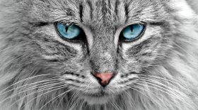 chat