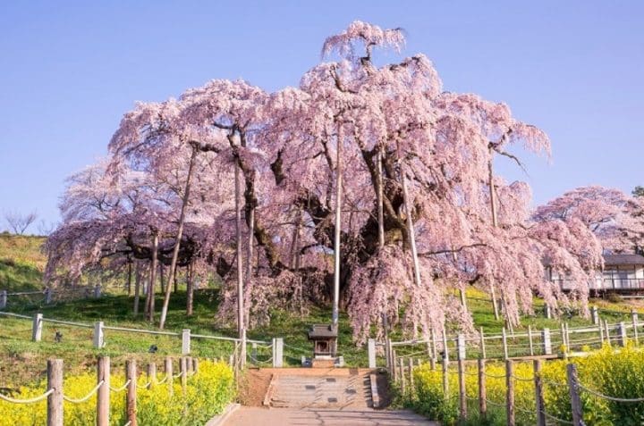 Cerisier en fleur japon