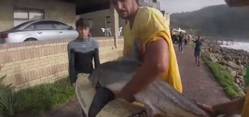 ces-surfeurs-sauvent-un-bebe-requin-blanc-dune-mort-certaine-video