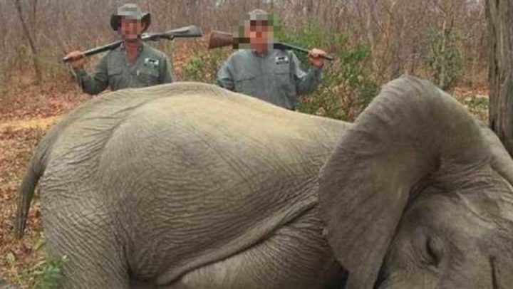 chasseurs tuent un éléphant éléphanteau braconniers