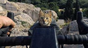 chat abandonné adopté fait tour du monde à vélo