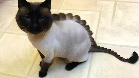 toilettage de chats coupe dino