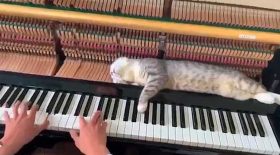 chat fainéant endormi dans un piano