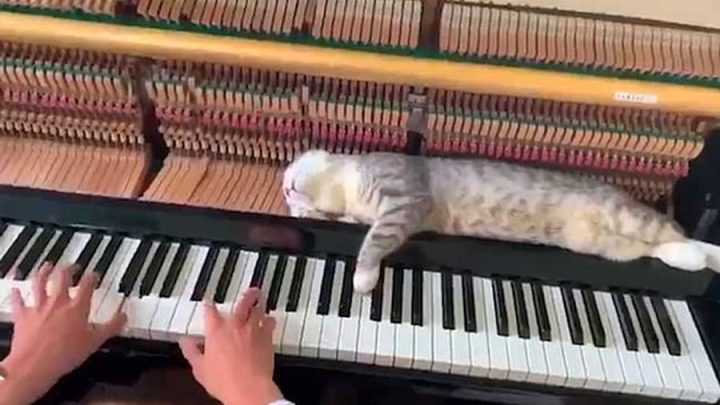 chat fainéant endormi dans un piano