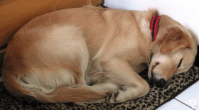 La terrible raison des insomnies d'un chien abandonné