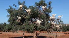 Chèvres marocaines maltraitées