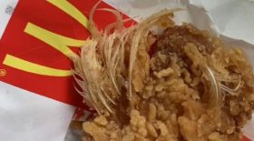 ailerons de poulet chicken wings avec des plumes