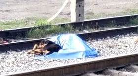 Un chien reste aux côtés de son maître décédé