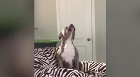 Chien zap