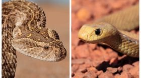 serpents venimeux