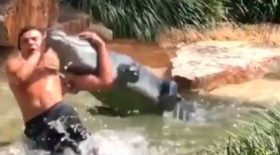 combat alligator en plastique