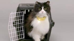 chat