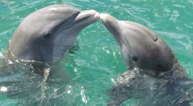 dauphin rose existe