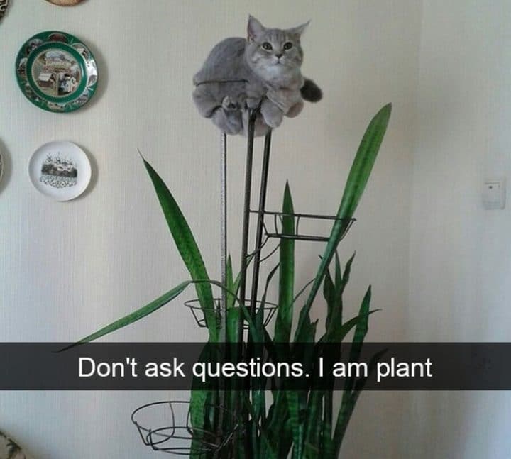 étrange vie des chats