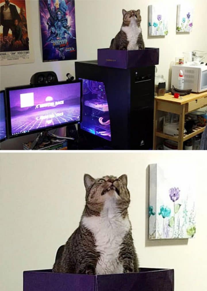 étrange vie des chats