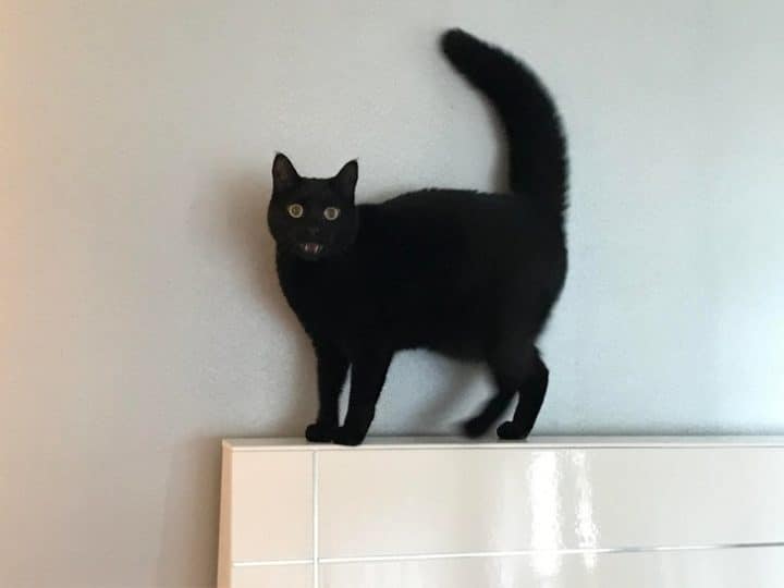 étrange vie des chats