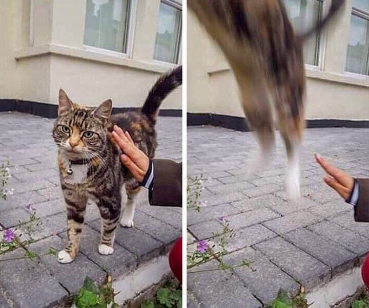 étrange vie des chats